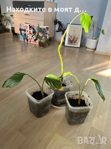 Дифенбахия