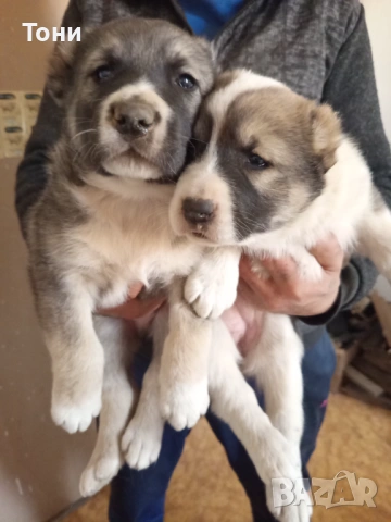 Алабай Таджикистански, Мъжко и Женско , снимка 8 - Алабай - 53582203