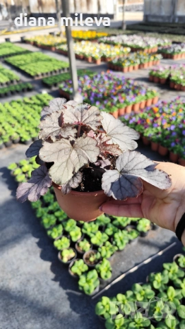 Хойхера „Сребърна боровинка“, Heuchera Silverberry, студоустойчива, за сянка, снимка 7 - Градински цветя и растения - 52516287