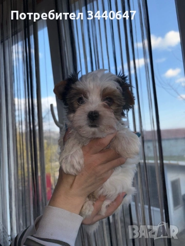 Женско и мъжко Бивър йорки, снимка 8 - Йоркширски териер - 53825786