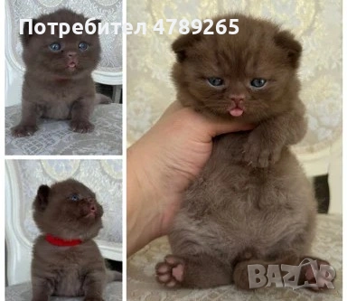 Кафява Британска Късокосместа, снимка 2 - Британска късокосместа - 54125356