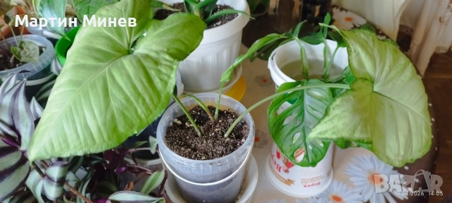 Сингониум (Syngonium) «Podophyllum» 