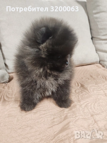 Померан мини мъжки., снимка 12 - Померан - 52878318