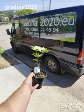  Бъз - Бял   Разсад , снимка 5 - Разсади - 40954906