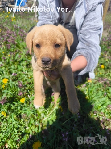 Малки Лабрадор ретривър , снимка 2 - Лабрадор ретривър - 54190522