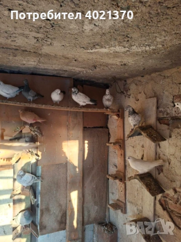 Типлери и мардини, снимка 5 - Гълъби - 53150062