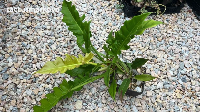 Philodendron Golden Crocodile