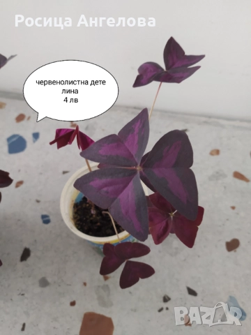 Хоста, восъче, кливия, зефирантес, ехмея, снимка 6 - Стайни растения - 50299483