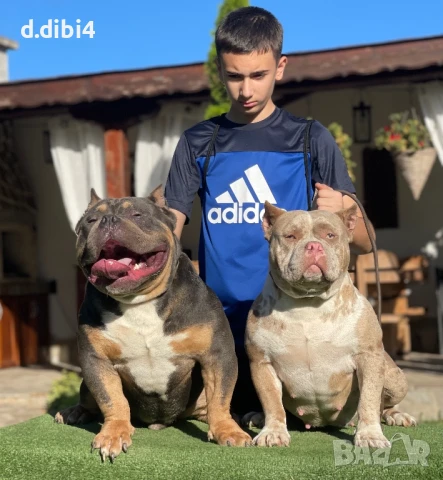 Американско були -покет, снимка 12 - Други - 51169468