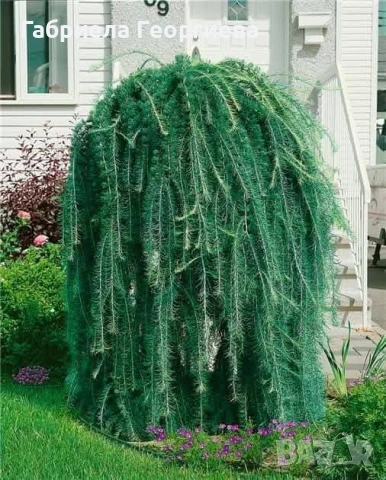 Лиственица 