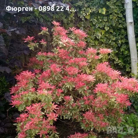 Пиерис - pieris japonica, снимка 3 - Градински цветя и растения - 32317646