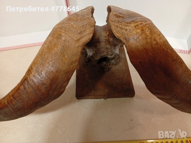 стар трофей рога., снимка 6 - Антикварни и старинни предмети - 54239950