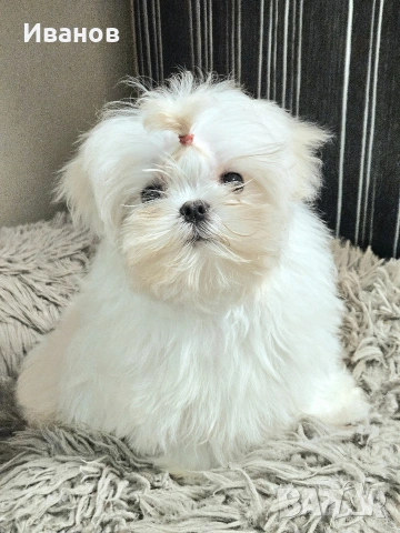 Малтийска болонка , снимка 6 - Болонка - 53599062