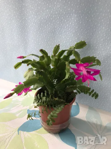 Коледниче/schlumbergera снимки от 21.01.2025, снимка 6 - Стайни растения - 48509255