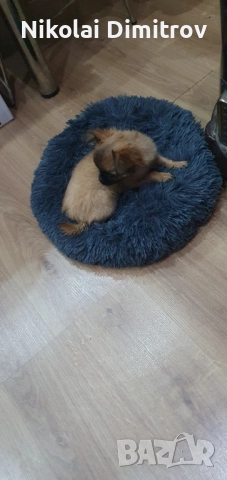 Мини сладурана , снимка 6 - Пинчер - 52889039