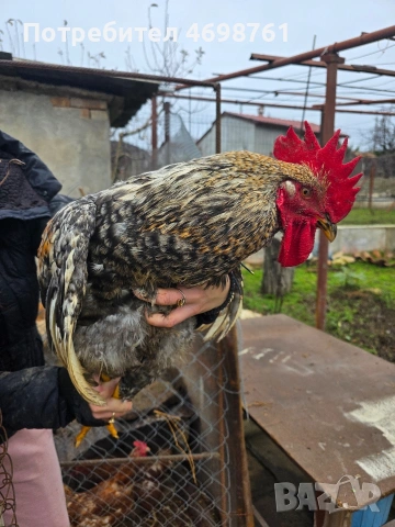 продавам петли и кокошки, снимка 9 - Кокошки и пуйки - 52968488