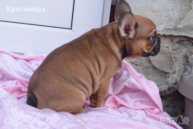 Женско френско булдоче, снимка 6 - Френски булдог - 53755896