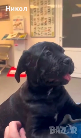 Кане корсо , снимка 2 - Други - 53121646