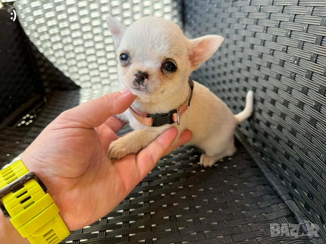 Чихуахуа Актуално от 16.3.2026, снимка 2 - Чихуахуа - 53855081