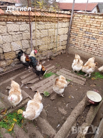 Фаверол, снимка 2 - Други животни - 50275579