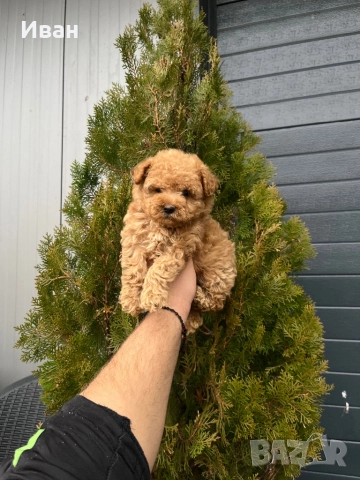 Той пудел /toy poodle, снимка 4 - Пудели - 52700329