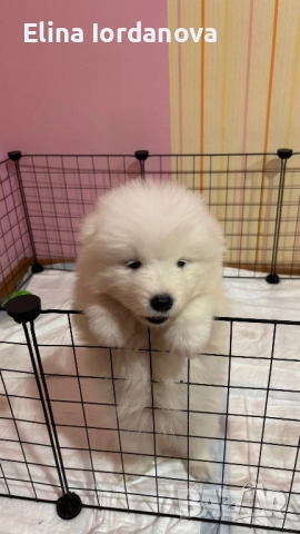 Бебе Самоед-момиче, снимка 3 - Самоед - 52914421