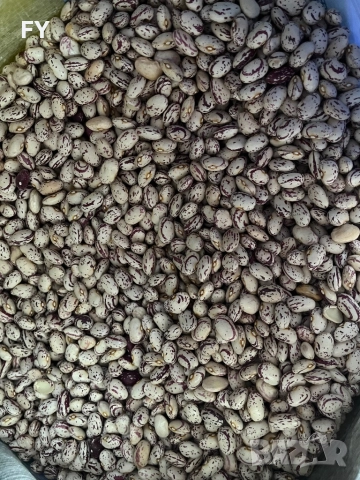 Родопски Шарен Боб !, снимка 9 - Домашни продукти - 49485660