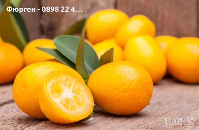     МИНИ ПОРТОКАЛ - КАЛАМОНДИН и Кумкуат (Citrus japonica), снимка 1 - Разсади - 46773611