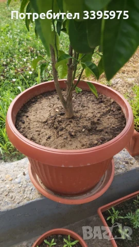 Лимоново дърво, снимка 3 - Градински цветя и растения - 51359235