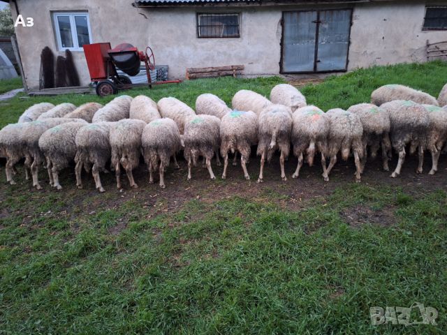 Продавам ялови овце, снимка 2 - Овце - 45697852