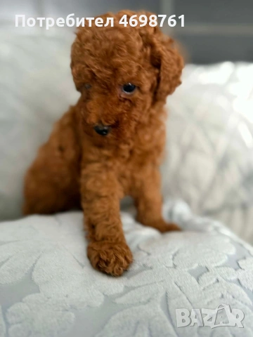 Той пудел//Пудел той, снимка 7 - Пудели - 53564195