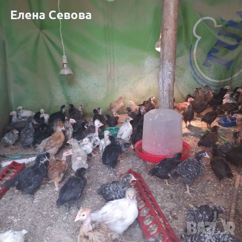 Продавам пилета на различна възраст, ваксинирани, дадено всичко необходимо , снимка 6 - Кокошки и пуйки - 45494079