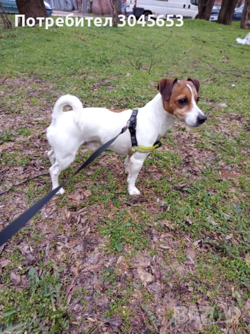 Mини Джак Ръсел, прекрасен представител на породата, търси партньорка., снимка 3 - Търси партньор - 53587309