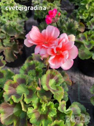 Pelargonium zonale (Моловка праскова), снимка 2 - Градински цветя и растения - 53972975