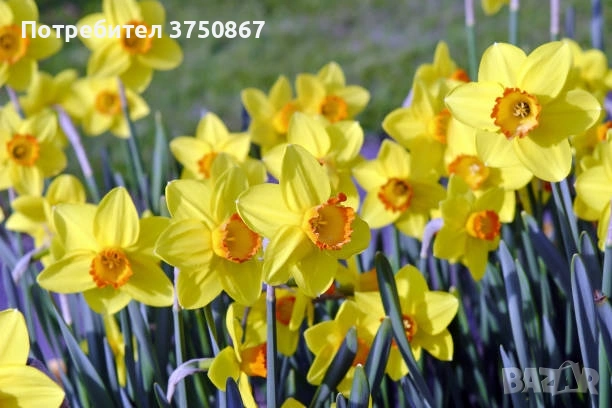 🌼 Нарцис в саксия (Narcissus), снимка 3 - Градински цветя и растения - 53424223