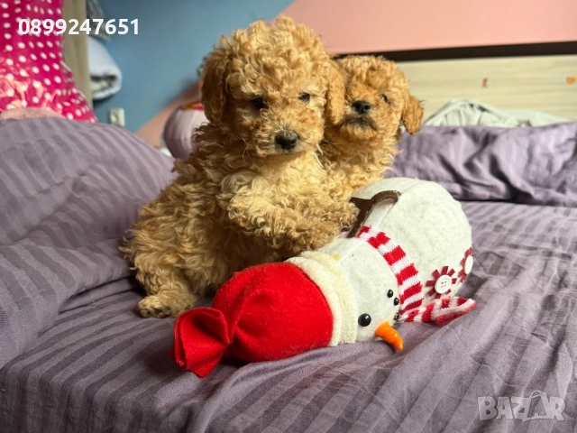 Той пуделчета, снимка 2 - Пудели - 52776156