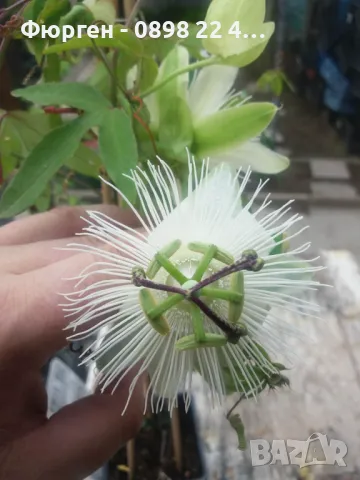  Пасифлора - Passiflora, снимка 2 - Разсади - 37497476