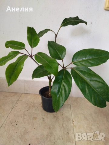 ШЕФЛЕРА Schefflera Actinophylla, снимка 5 - Стайни растения - 54277847