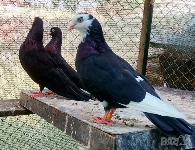 Гълъби на глас, снимка 2 - Гълъби - 53375211
