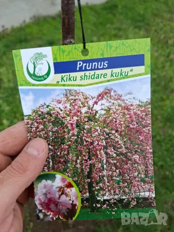 Плачеща японска вишна kiku shidare zakura, снимка 5 - Градински цветя и растения - 44195869