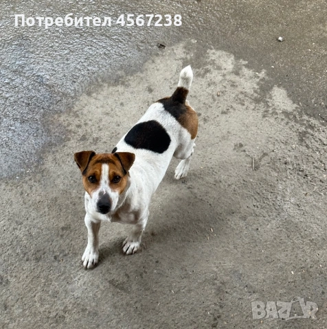 Продавам джак ръсел териер!