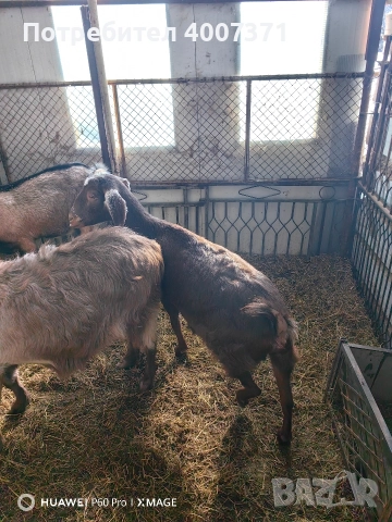 Англонубийски кози и пръч, снимка 15 - Кози - 52928138