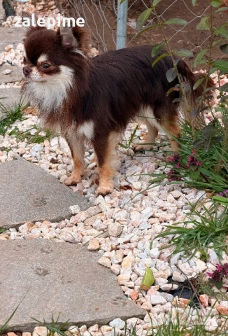 Мъжко чихуахуа топ качество