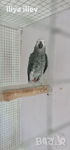 полово зрял мъжки папагал кралско Жако, снимка 2 - Папагали - 45681844