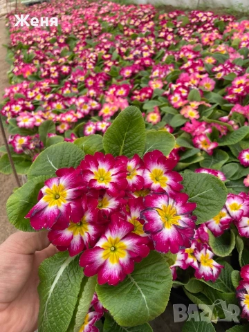 Иглика ( примула ) ТОП ЦЕНА, снимка 6 - Градински цветя и растения - 53356989