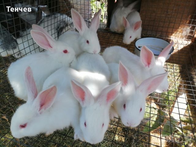 Продавам зайци , снимка 4 - Други - 45697697