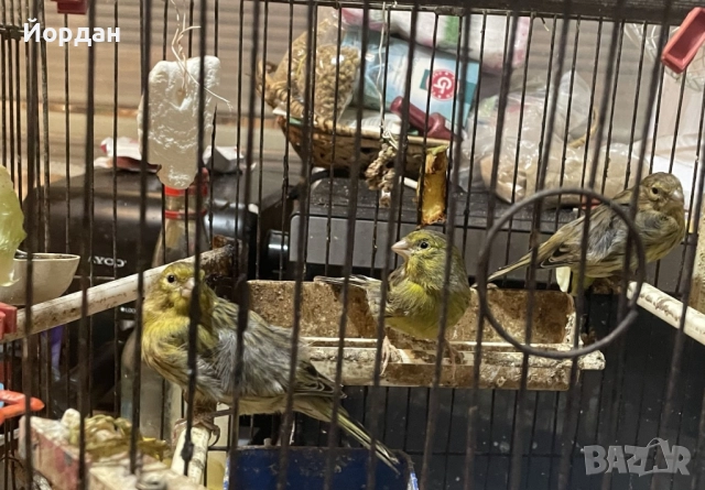 Женски зелени канари, снимка 2 - Канари - 51695062