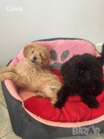 Мини пуделчета, снимка 18 - Пудели - 52762580