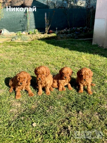 Пудел той Puddle toy момчета и момиче със втора ваксина, снимка 4 - Пудели - 53970658