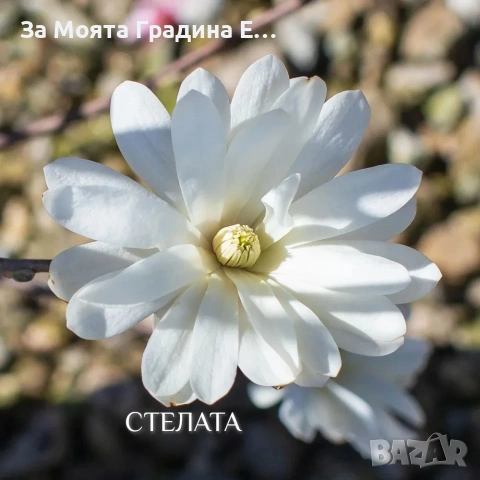 Магнолия 19 вида , снимка 12 - Градински цветя и растения - 54020432